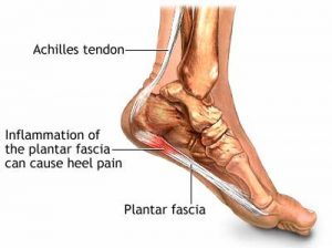 Foot & Injury Anatomy